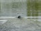 black dog is swimming to reach a wooden stick