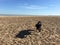 Black dog on textured beach