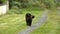 Black dog walking down a gravel path