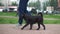 Black dog walking next to its owner in a park