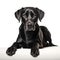 Black Dog on white background, lounging in a mysterious and captivating pose Generative AI