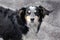 Black dog with white spots on the legs, chest and nose. A lonely sad dog is looking at the camera.