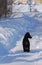 Black doggy on snowy road