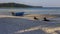 Black dogs and fishing boats moored off paradise beach Koh Rong Samloem Cambodia