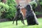 Black Dogs playing in a garden looking up