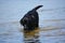 Black dogs playing in the water on a sunny day