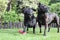 Black Dogs stood together on grass