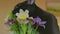 Black domestic cat bites and eats flowers from a vase