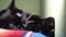 Black domestic cat napping on a sofa