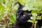 Black domestic cat in nature, enjoying freedom