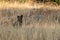 Black domestic cat sitting in dried plants