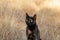 Black domestic cat sitting in dried plants