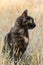 Black domestic cat sitting in dried plants