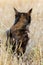 Black domestic cat sitting in dried plants and looking back