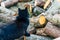 Black Domestic Cat Wondering on Pile of Alder Logs