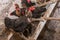 Black domestic chickens hens close up on perch for birds in the barn. Poultry farming