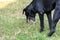 Black domestic dog are vomit mucus