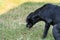 Black domestic dog are vomit mucus