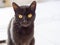 Black domestic female cat resting at home