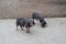 Black domestic Meishan pigs swines at swinery