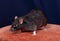 Black domestic rat