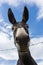 Black donkey behind wire fence. Curious donkey looking at camera. Rural scene. Domestic animals. Livestock concept.