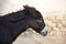 Black donkey closeup. Beautiful portrait of a donkey. The best and Funny donkey photo