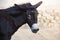 Black donkey closeup. Beautiful portrait of a donkey. The best and Funny donkey photo