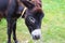 A black donkey grazes on the grass