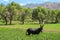 Black donkey in green field