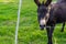 Black donkey in a small pasture