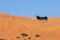 Black Donkey trying to hide behind a bright orange sand dune and blue sky