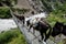 Black Donkeys Crossing A Bridge