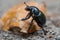 Black door beetle (Geotrupes stercorarius)