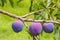 Black doris plums ripening on plum tree
