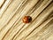 Black dot Red Ladybug Climbing slowly on the wooden Pillar, Background