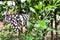 Black doted big butterfly in a lime plant