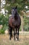 Black draft mare horse standing free in field in summer