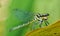 Black dragonfly feeding in the daytime, the island is on a leaf on a blurred green background,Dragonfly with flying wings strong