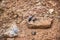 black dragonfly on the rocky ground