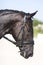 Black dressage horse portrait