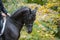 Black dressage horse portrait closeup