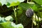 Black dried lotus seed pods in a shallow pond in a wetland of Thailand.