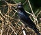 Black drongo