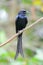 Black drongo