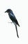 Black drongo