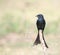 Black drongo bird