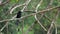 Black drongo bird dicrurus macrocercus sitting on tree branch