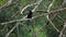 Black Drongo bird dicrurus macrocercus sitting on tree branch