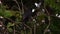 Black Drongo Bird Dicrurus Macrocercus Sitting on Tree Branch